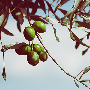 Tracciabilità Filiera della Produzione Olio di Ravece